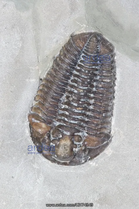 : Trilobite. Calymene niagarensis fossil trilobite : Trilobite. Calymene niagarensis fossil trilobite
