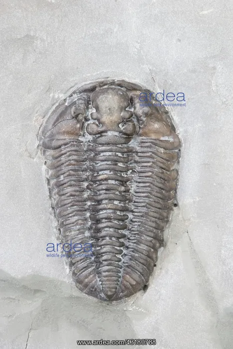 : Trilobite. Calymene niagarensis fossil trilobite : Trilobite. Calymene niagarensis fossil trilobite