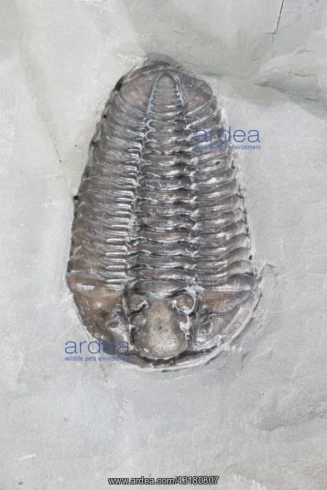  : Trilobite. Calymene niagarensis fossil trilobite