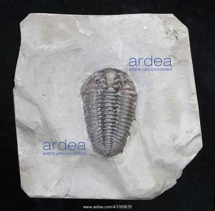 : Trilobite. Calymene niagarensis fossil trilobite : Trilobite. Calymene niagarensis fossil trilobite