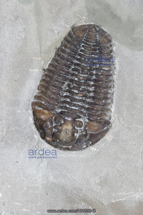 : Trilobite. Calymene niagarensis fossil trilobite : Trilobite. Calymene niagarensis fossil trilobite