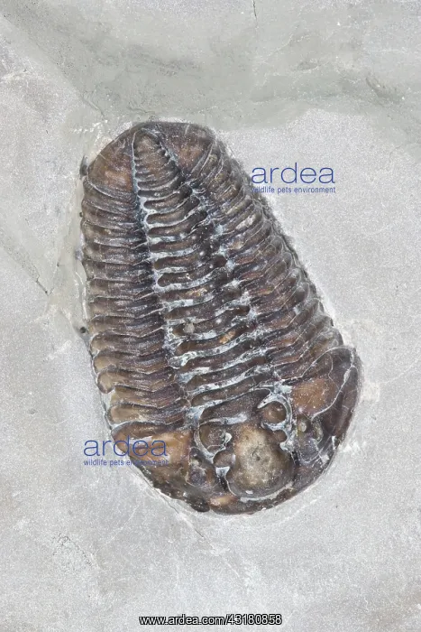: Trilobite. Calymene niagarensis fossil trilobite : Trilobite. Calymene niagarensis fossil trilobite
