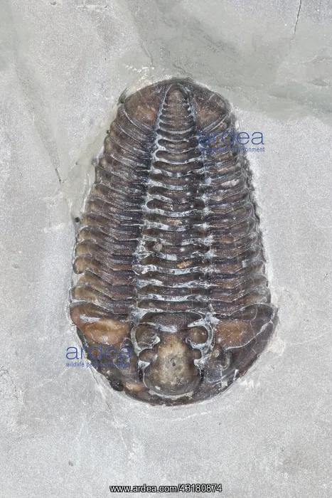 : Trilobite. Calymene niagarensis fossil trilobite : Trilobite. Calymene niagarensis fossil trilobite