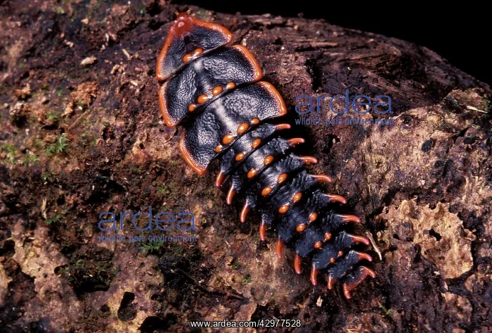 : Trilobite Beetle : Trilobite Beetle