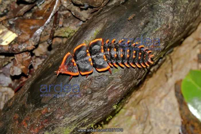 : Trilobite beetle (Platerodrilus ruficollis), Kinabalu : Trilobite beetle (Platerodrilus ruficollis), Kinabalu