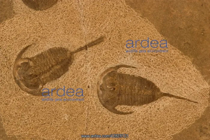: Trilobite Fossil : Trilobite Fossil