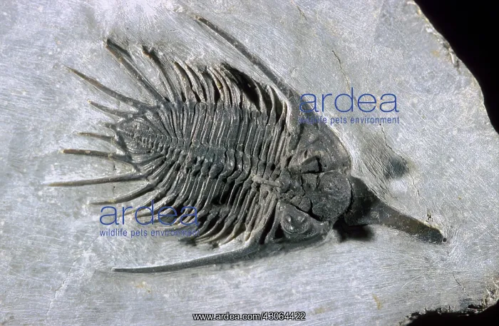 : Trilobite Fossil : Trilobite Fossil