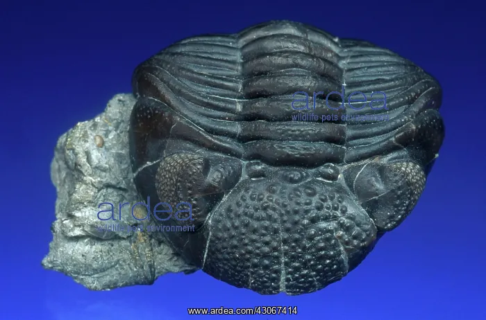 : Trilobite Fossil : Trilobite Fossil