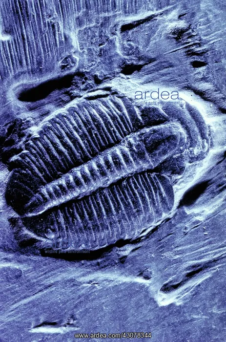 : Trilobite fossil : Trilobite fossil