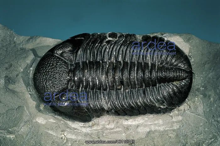 : Trilobite fossil : Trilobite fossil