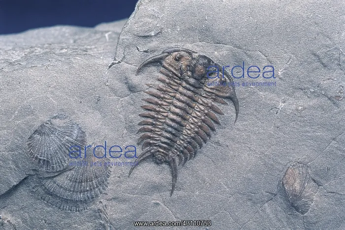 : Trilobite fossil : Trilobite fossil