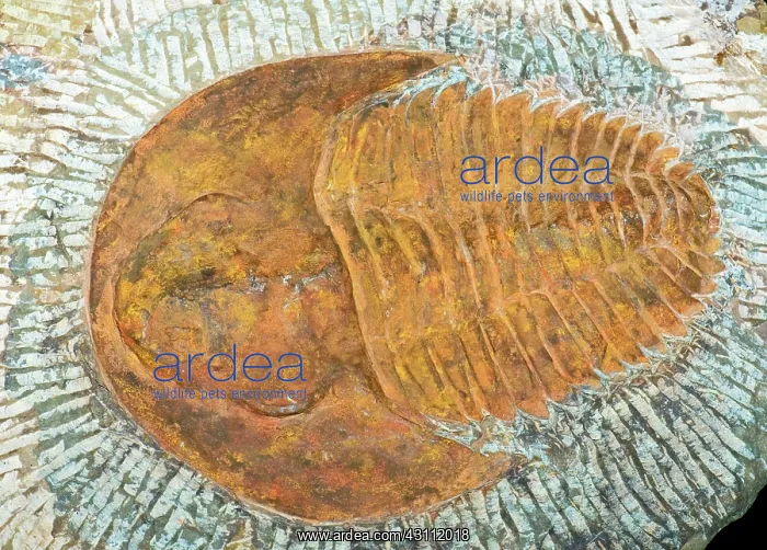 : Trilobite Fossil : Trilobite Fossil