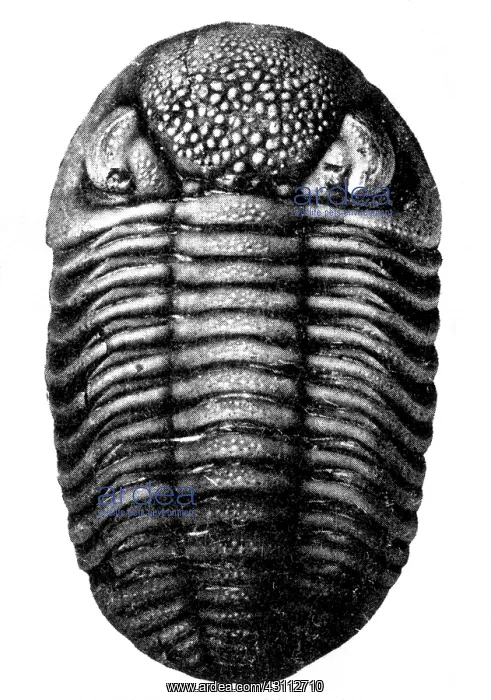 : Trilobite Fossil : Trilobite Fossil
