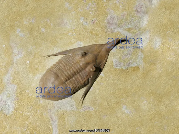 : Trilobite fossil : Trilobite fossil