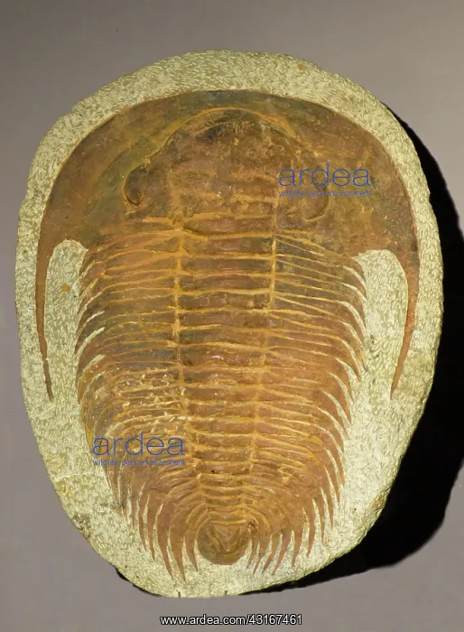: Trilobite Fossil : Trilobite Fossil