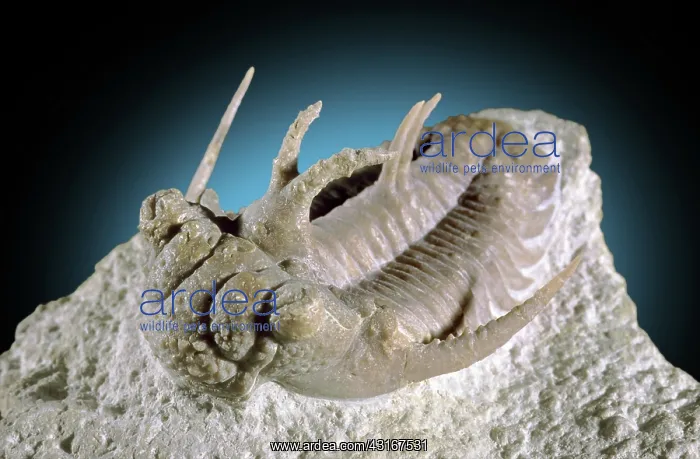 : Trilobite Fossil : Trilobite Fossil