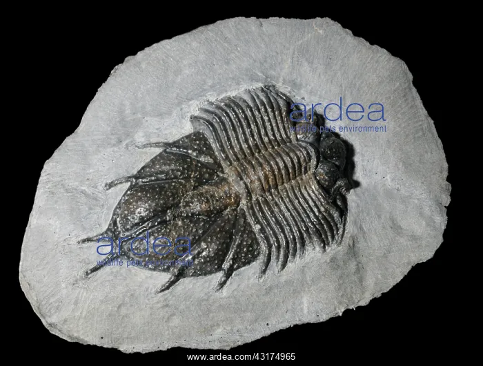 : Trilobite fossil : Trilobite fossil