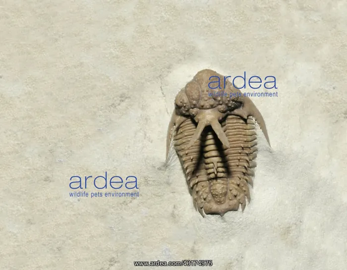 : Trilobite fossil : Trilobite fossil
