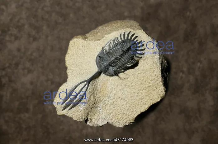 : Trilobite fossil : Trilobite fossil