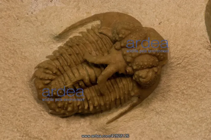 : Trilobite Fossil (Hoplolichoides conicotuberculatus) : Trilobite Fossil (Hoplolichoides conicotuberculatus)