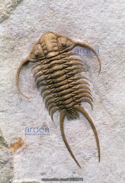 : Trilobite Fossil - Mid Ordovician. Total length 12.5 cm : Trilobite Fossil - Mid Ordovician. Total length 12.5 cm