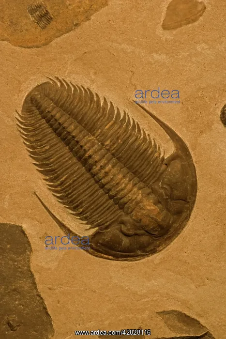 : Trilobite Fossil - Yakutia Russia : Trilobite Fossil - Yakutia Russia