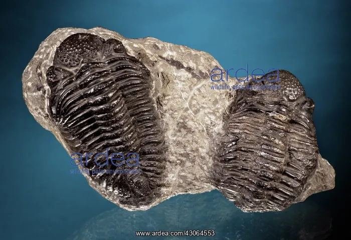 : Trilobite Fossils : Trilobite Fossils