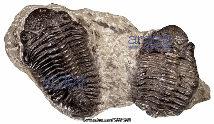 : Trilobite Fossils : Trilobite Fossils