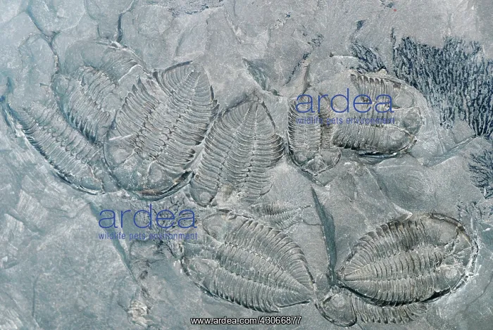 : Trilobite Fossils : Trilobite Fossils