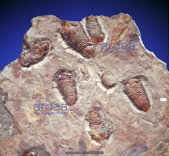 : Trilobite fossils : Trilobite fossils