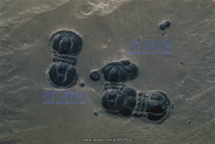  : Trilobite Fossils