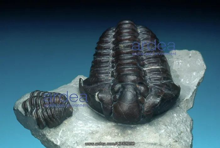 : Trilobite Fossils : Trilobite Fossils