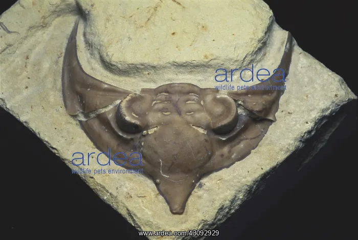 : Trilobite Head : Trilobite Head