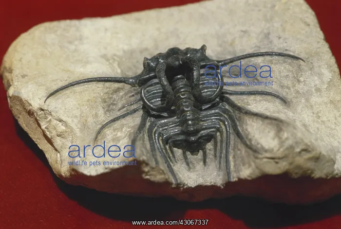: Trilobite from Morocco : Trilobite from Morocco