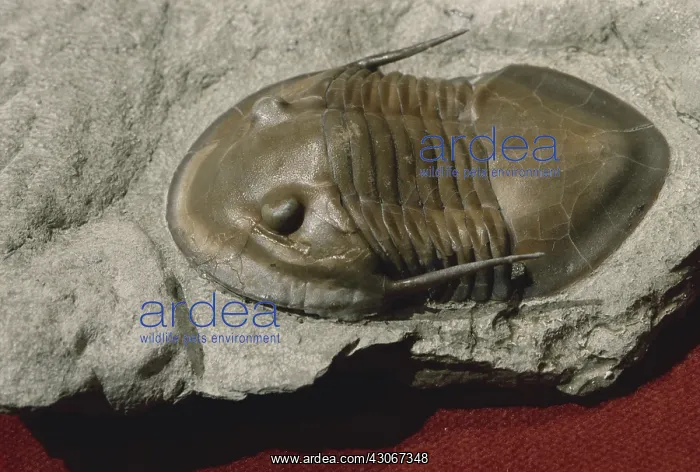 : Trilobite from Morocco : Trilobite from Morocco