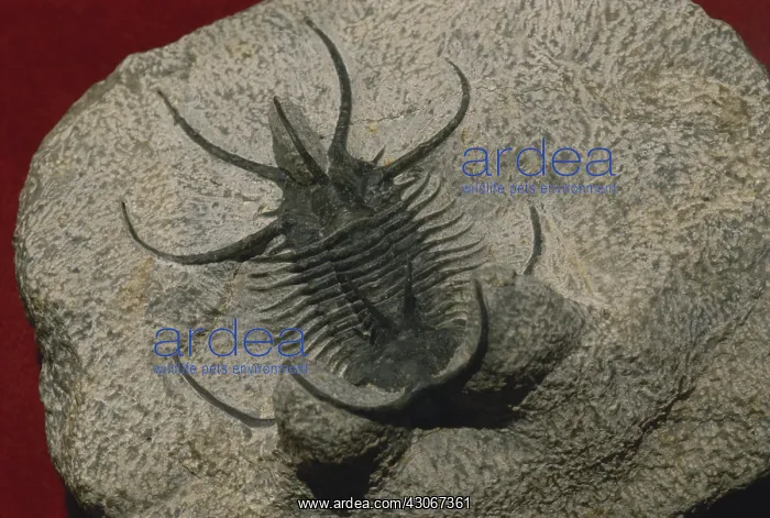 : Trilobite from Morocco : Trilobite from Morocco