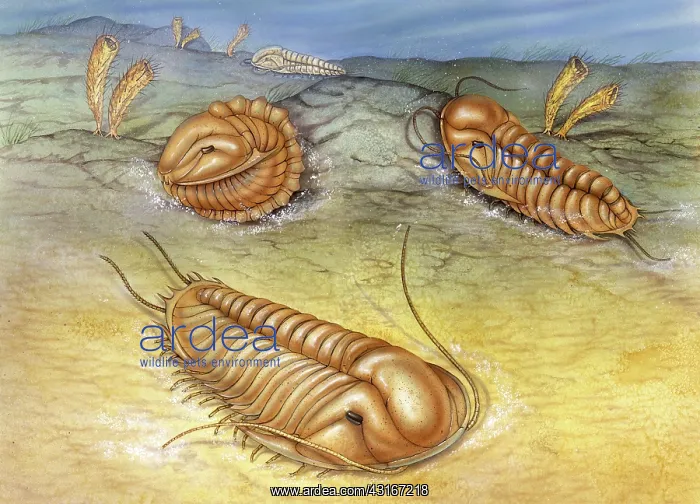 : Trilobite ocean scene : Trilobite ocean scene