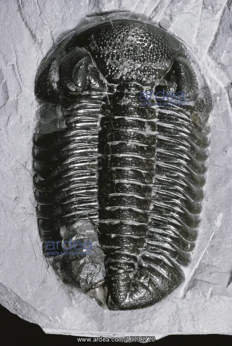 : Trilobite from Ohio : Trilobite from Ohio