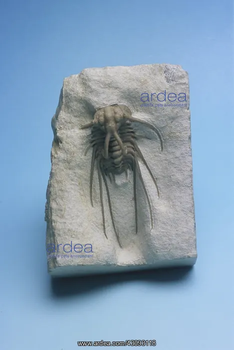 : Trilobite from Oklahoma : Trilobite from Oklahoma