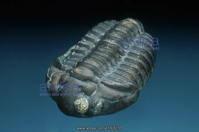 : Trilobite with Pyrite : Trilobite with Pyrite