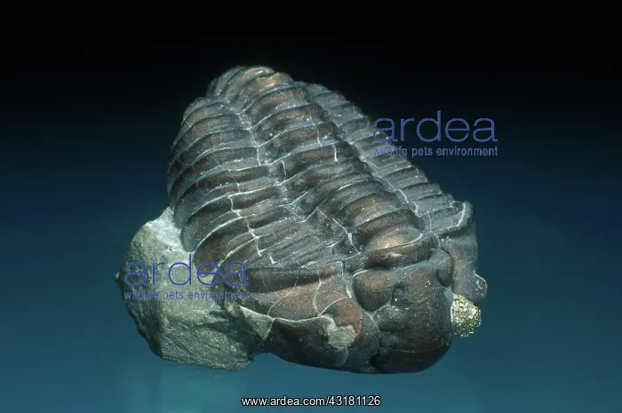 : Trilobite with Pyrite : Trilobite with Pyrite