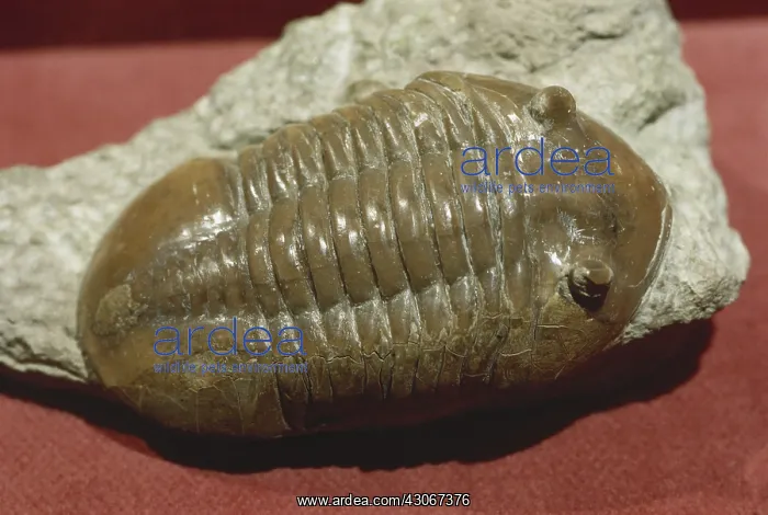 : Trilobite from Russia : Trilobite from Russia