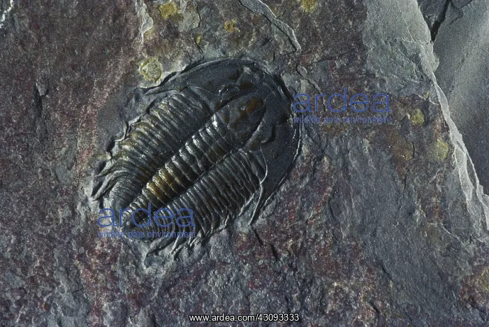 : Trilobite from Utah : Trilobite from Utah
