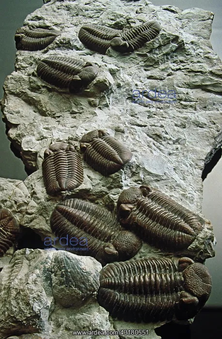 : Trilobites
