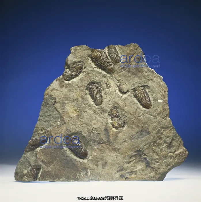 : Trilobites from New York : Trilobites from New York