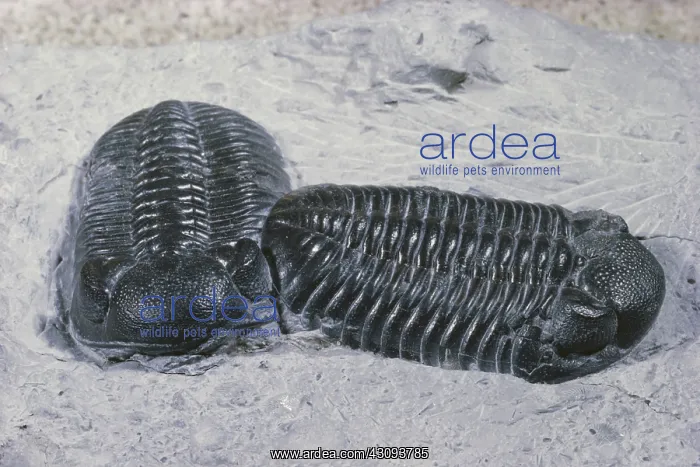 : Trilobites from Ohio : Trilobites from Ohio