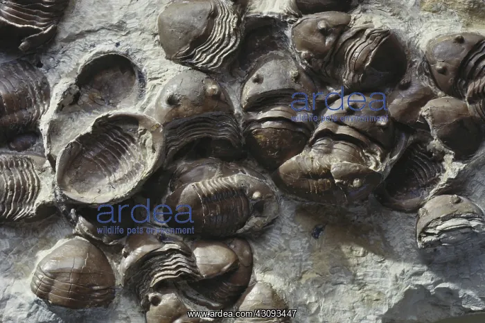 : Trilobites from Oklahoma : Trilobites from Oklahoma