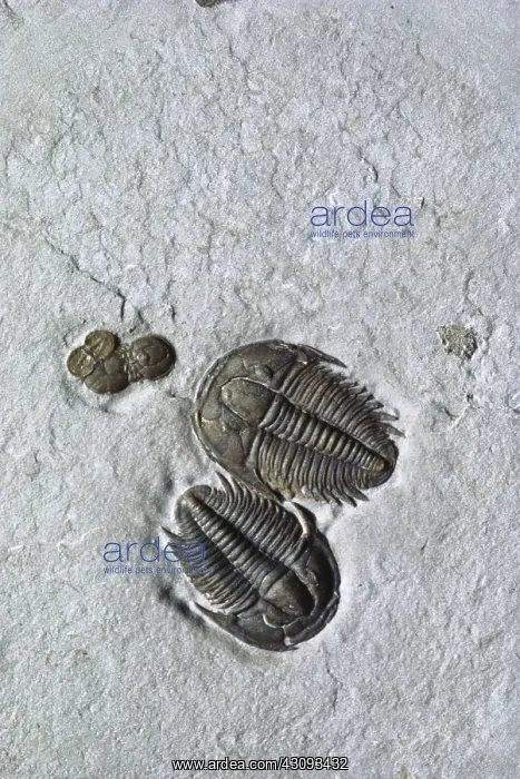 : Trilobites from Utah : Trilobites from Utah