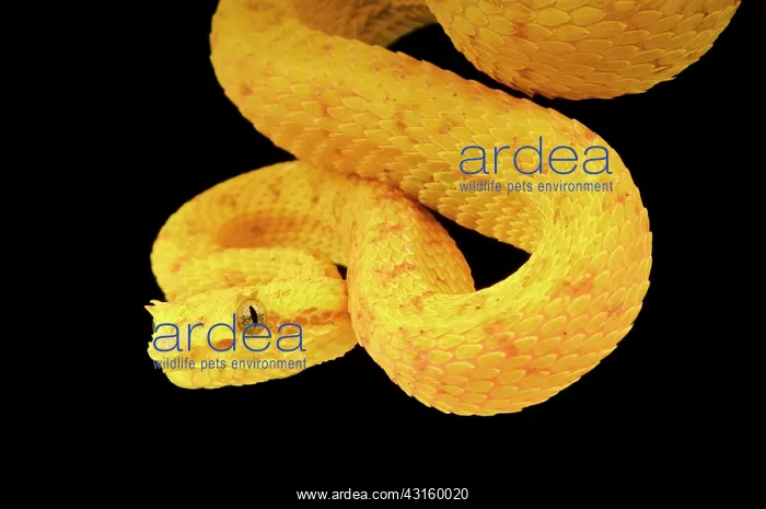 : Trimeresurus sp Bothriechis schlegelii Bothrops : Trimeresurus sp Bothriechis schlegelii Bothrops