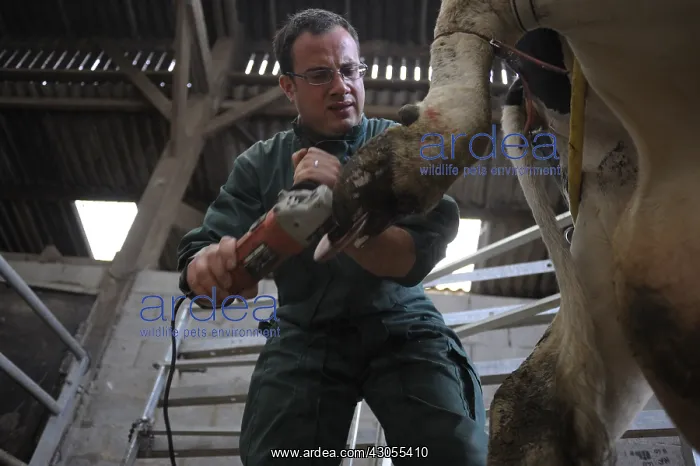 : Trimming Prim'Holstein Cow foot by a veterinarian : Trimming Prim'Holstein Cow foot by a veterinarian